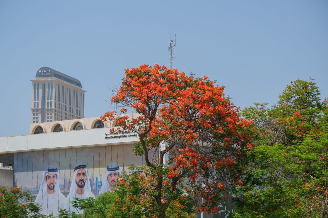Hamdan bin Mohammed celebrates 'Flame Tree', directs expansion of its planting in streets, homes, public parks in Dubai
